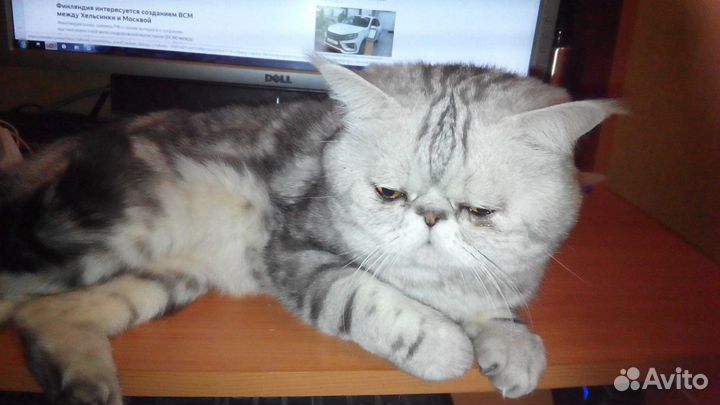 Котик саймон - очень ждет, Экзот, клубный