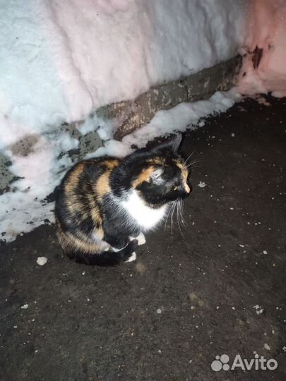 Кошка 10 месяцев