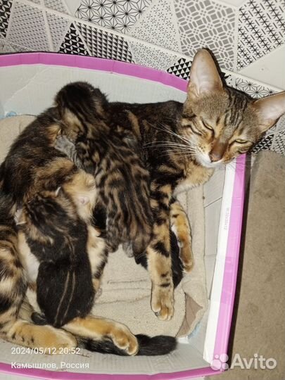 Бенгальские котята
