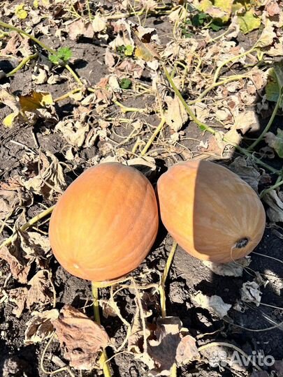 Тыква оптом сорт Дружелюбная