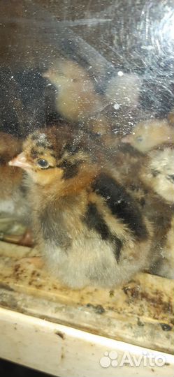 Цыплята, кучинские