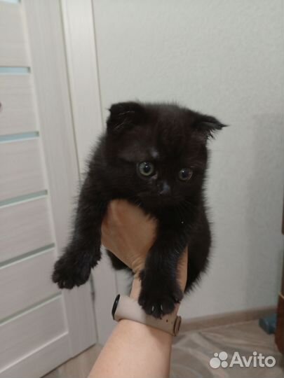 Шотландская вислоухая кошка бесплатно