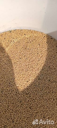 Горчица белая