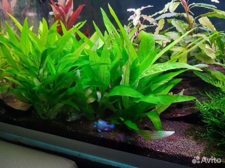 Корм Тетра, Аквариумные растения