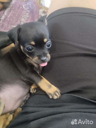 Щенки мини той терьера