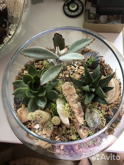 Флорариум суккулентами