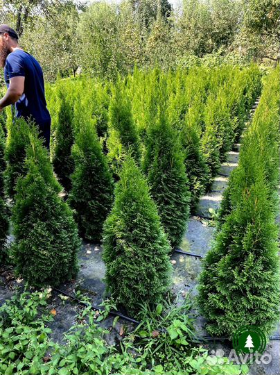 Туя крупномер для живой изгороди
