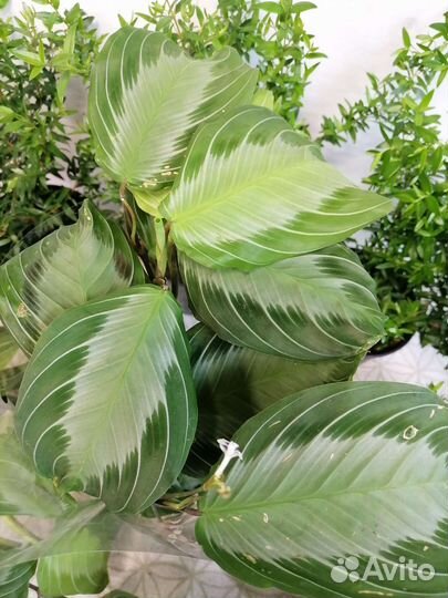 Аглаонема сильвер блю, Маранта, Мирт