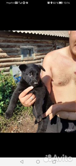 Собаки щенки немецкая овчарка