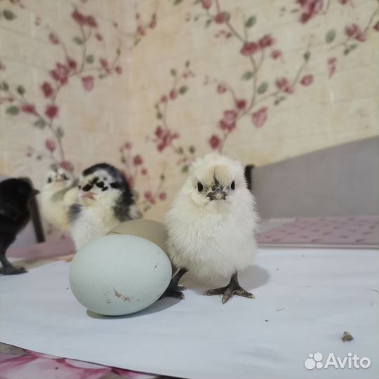 Продам цыпушек вывод 22. 04.24