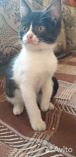 Котята в добрые руки даром