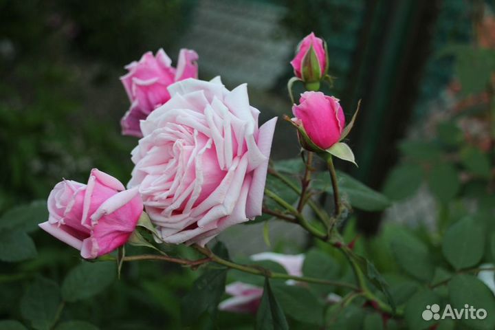 Плетистые ароматные розы