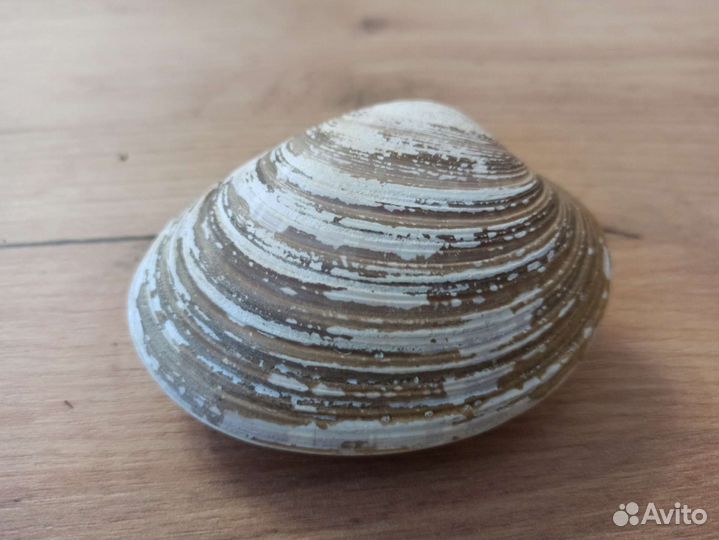 Морская раковина