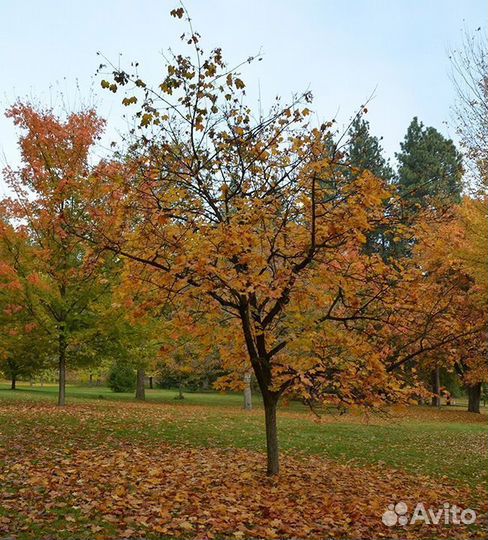 Клен остролистный