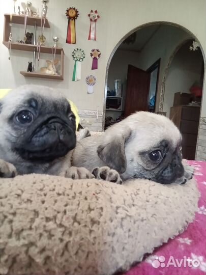 Щенки мопса