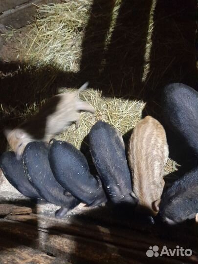 Вьетнамские поросята