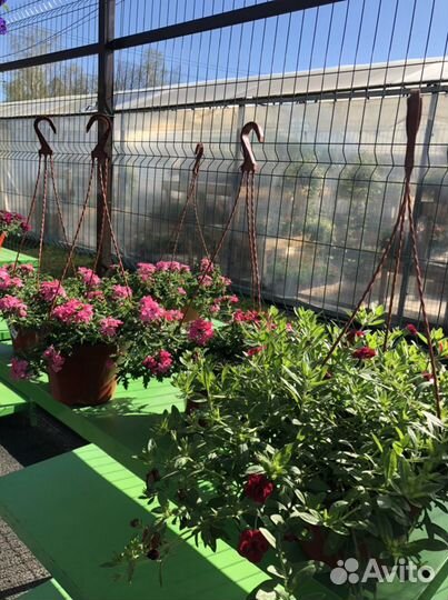 Кашпо фуксия, питуния, виолла