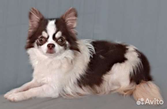 Щенки чихуахуа с док РКФ