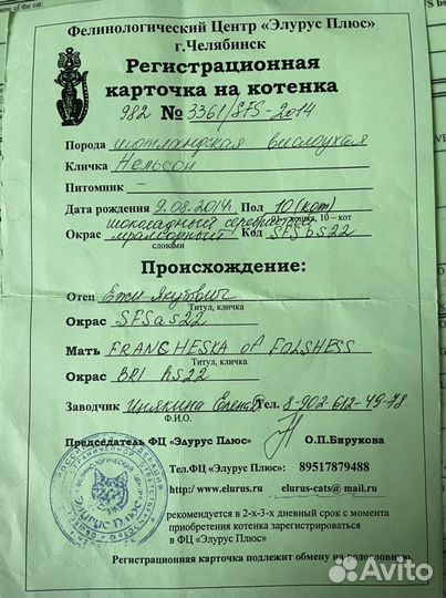 Шотландский вислоухий кот для вязки с родословной