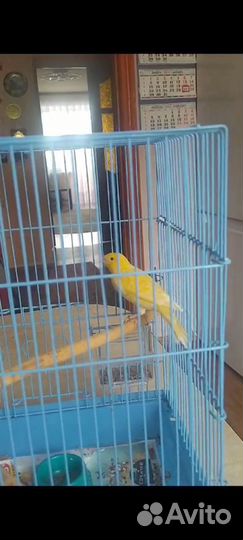 Кенара и канарейки