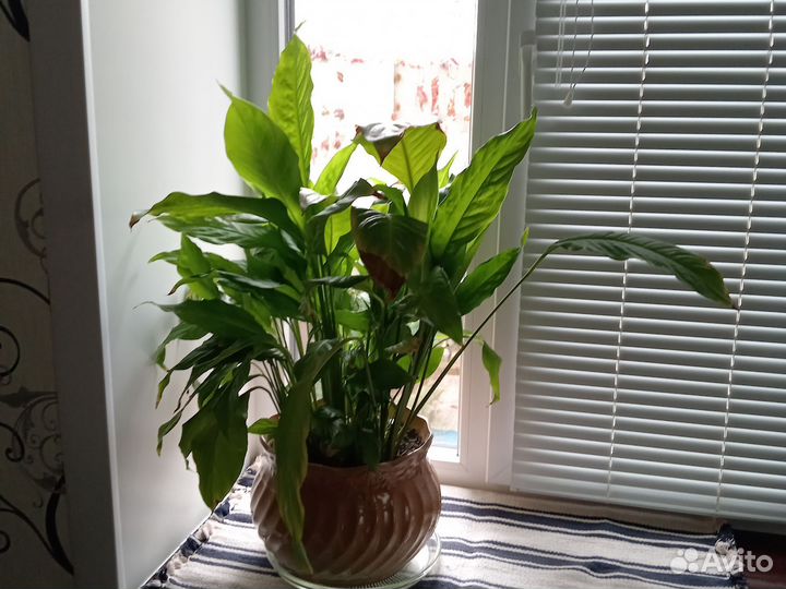 Спатифиллум