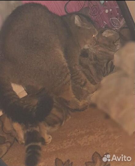 Кот шиншила текированая