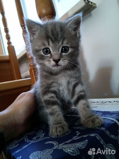 Отдам котенка британца