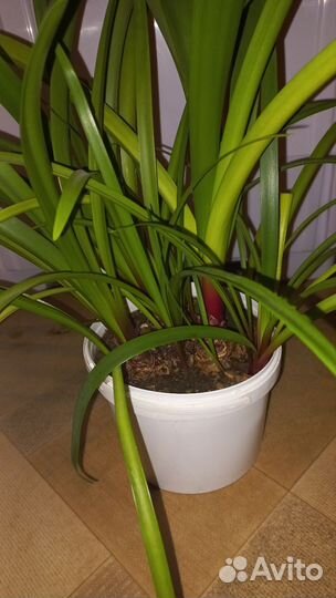 Гиппеаструм