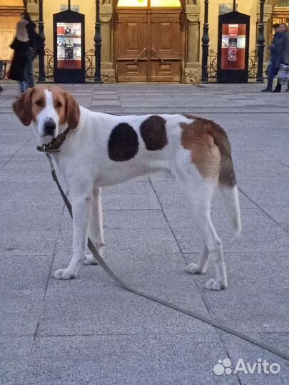 Выжлец русской пегой гончей для вязки