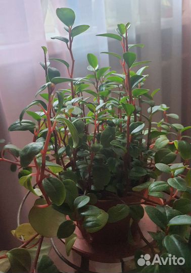 Пеперомия (возможен обмен)