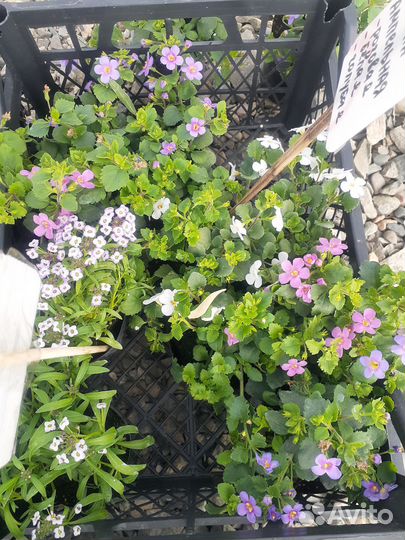 Петуния,бакопа,немезия,эустома, лобелия, рассада