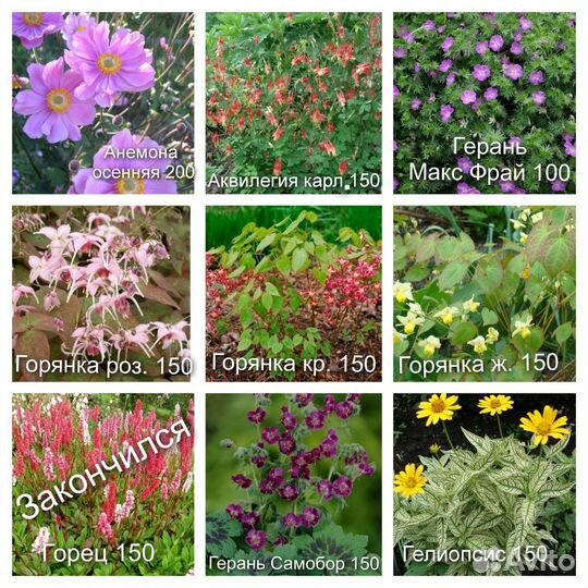 Многолетние цветы для сада N1
