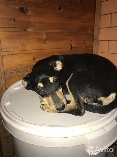 Щенок в добрые руки бесплатно