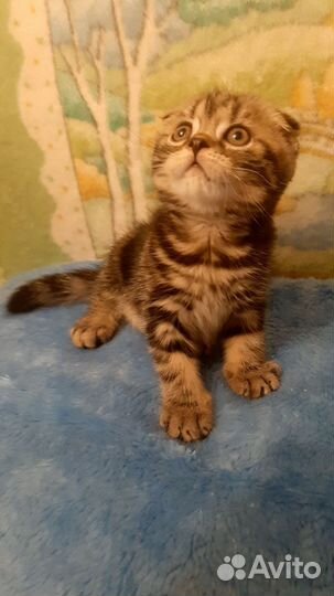 Шотландский котик Мэсси