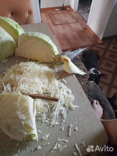 Корелла птенцы