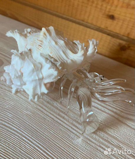 Рак в ракушке