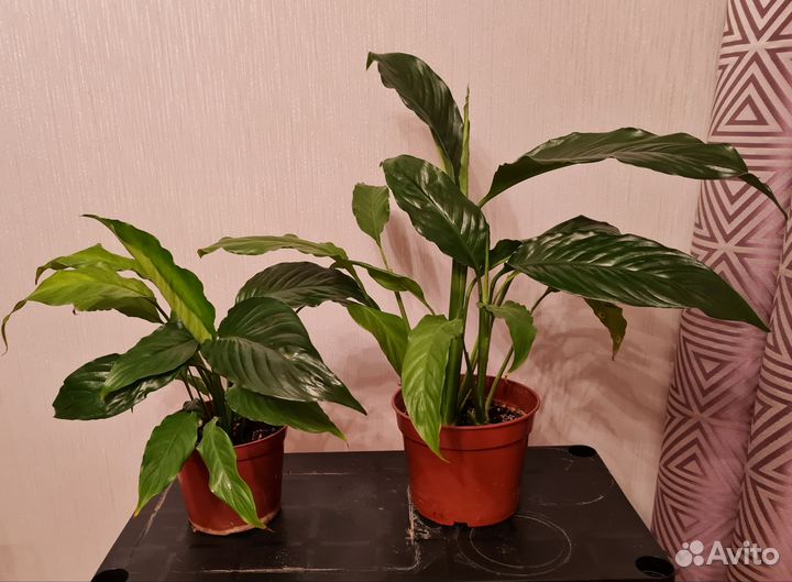 Спацифилиум, молочай, бамбук