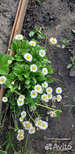 Почвопокровные растения многолетние