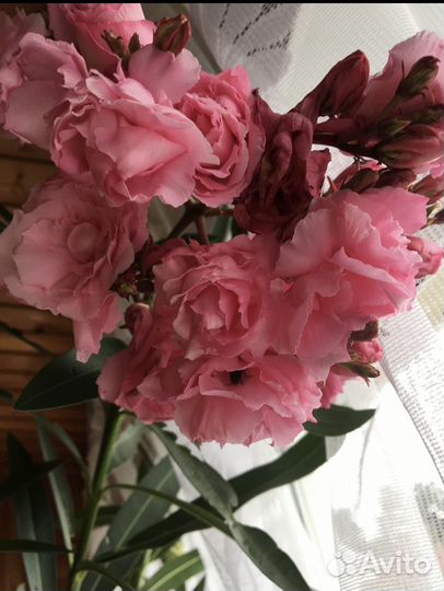 Продаю олеандр цветущий