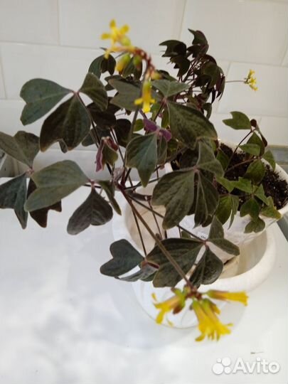 Оксалис(кислица) Ортгиса- Oxalis Ortgiesii Redel