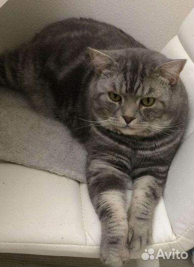 Кот Вася (кастрир.)