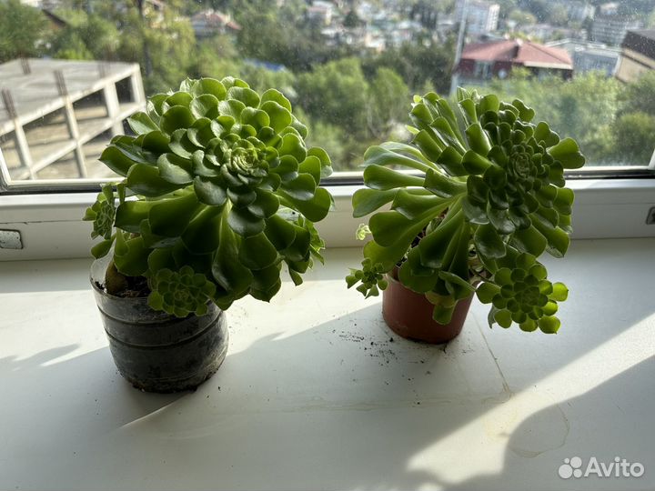 Суккуленты