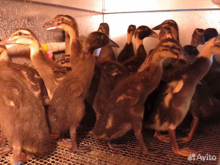 Индийские бегунята