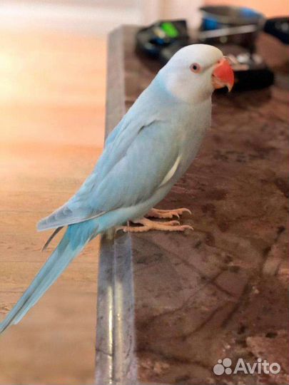 Ожереловый попугай выкормыш