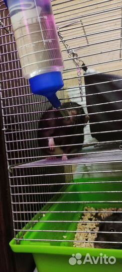 Крысы Дамбо с клеткой