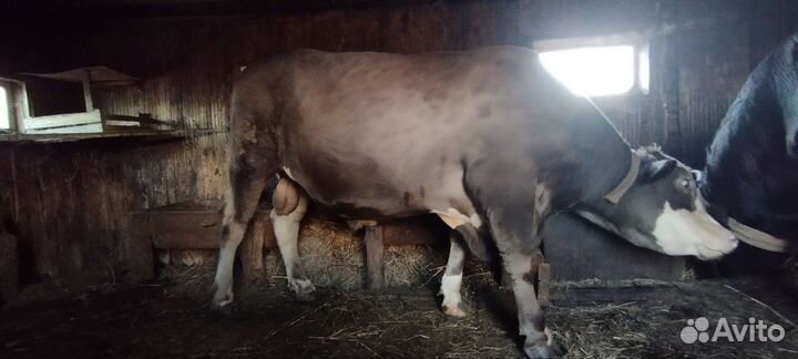 Быки на племя