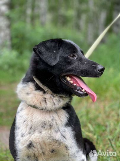 Молодой красавчик-пес Каен