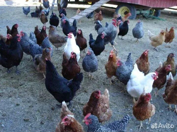 Куры разных пород