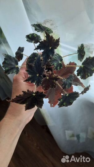 Детка - Бегония Бауэра Black Velvet черный бархат