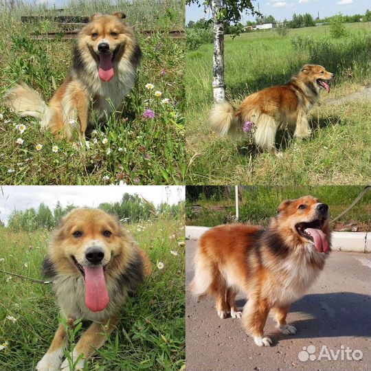 Собака в добрые руки